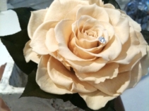 NEW　チュチュエレガンス クラス-1